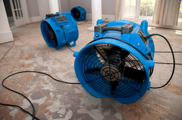 Best Mold removal after water damage  in Holbrook, NY