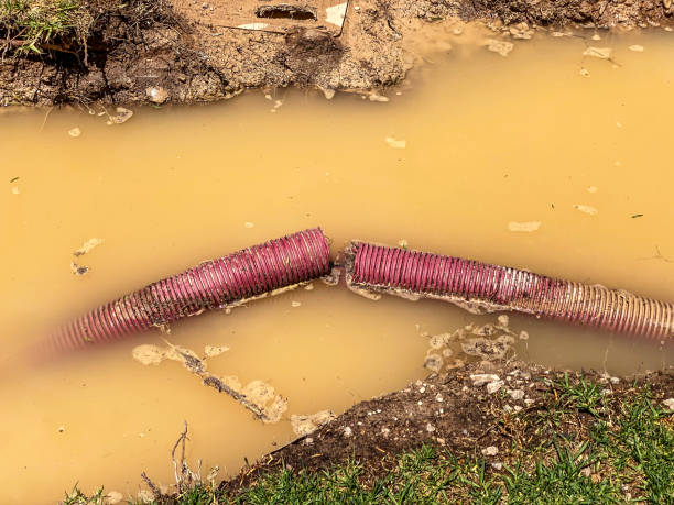 Best Mold removal after water damage  in Holbrook, NY